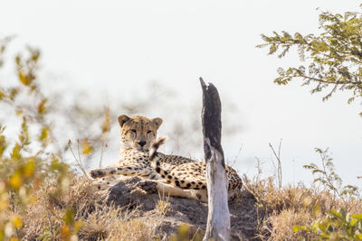 Cheetah relaxing on land