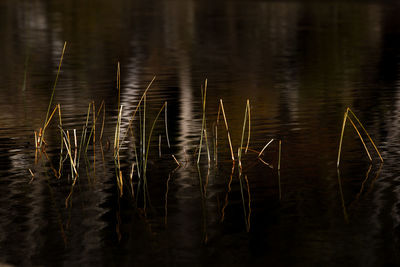 High angle view of plants in lake