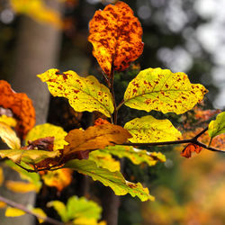Close-up of yellow leaves on plant during autumn