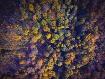 Full frame shot of autumn tree