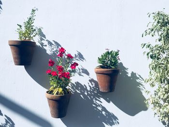 Potted plants mounted on white wall