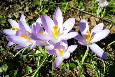 Close-up of purple crocus blooming outdoors