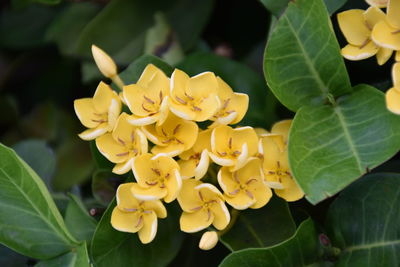 Close-up of yellow flowering plant leaves