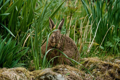 Rabbit sitting by plants on field