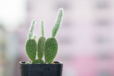 Close-up of succulent plant