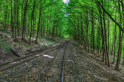 Railroad track amidst trees in forest