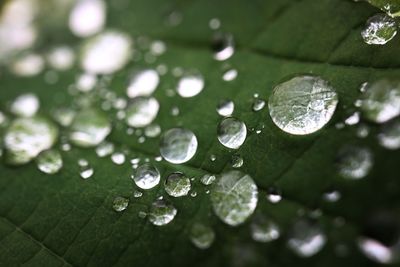 Close-up of water drops on leaf