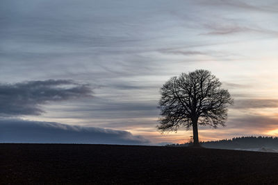 Silhouette bare tree on field against sky during sunset