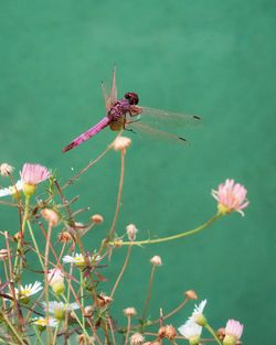 Close-up of insect on flower