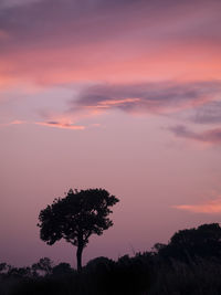 Silhouette tree against sky during sunset