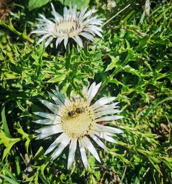 High angle view of white flowering plant on field