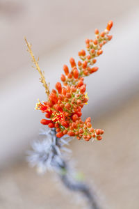 Close-up of red flowering plant