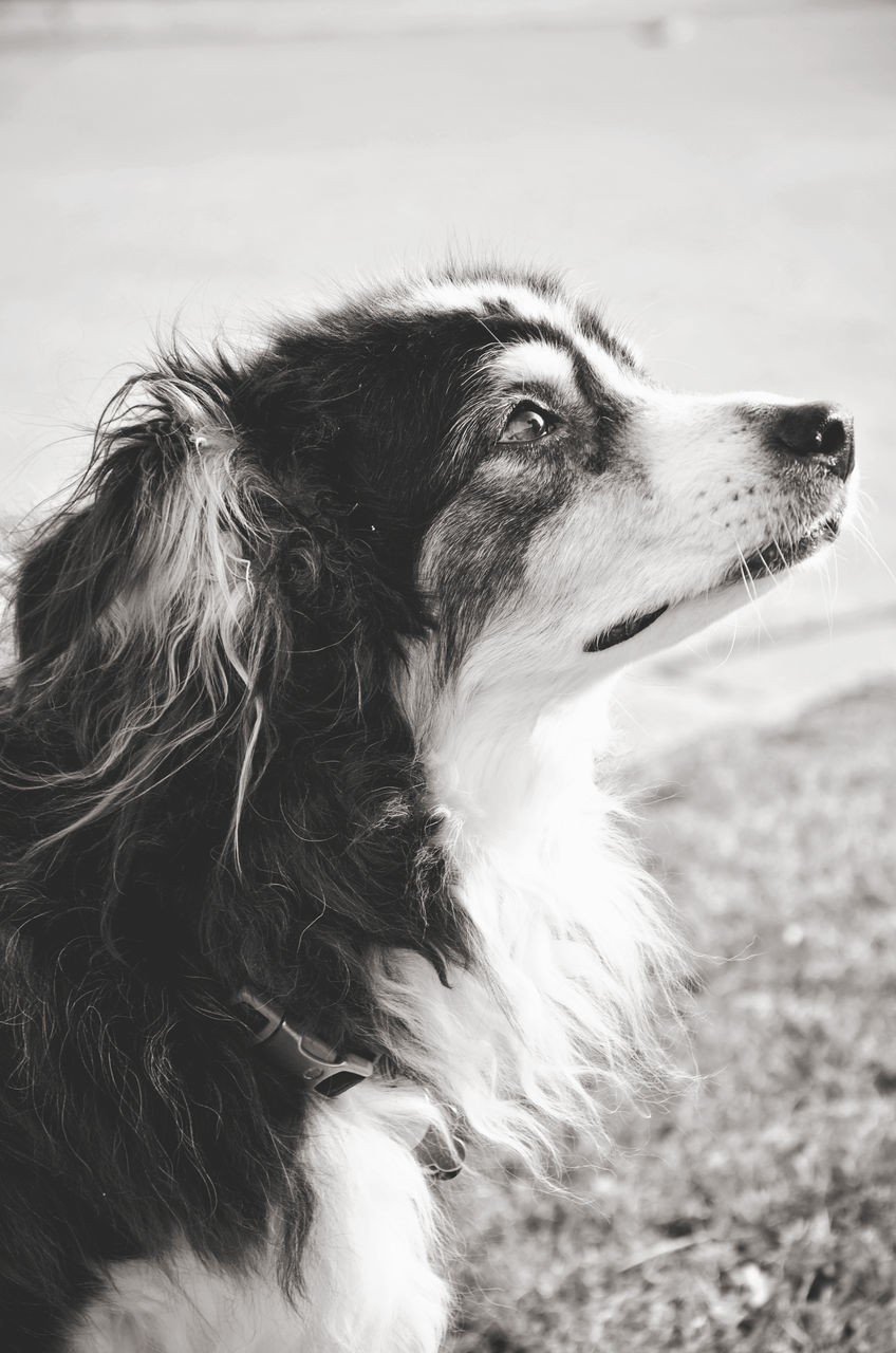 CLOSE-UP OF DOG ON FIELD