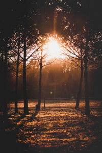 Sunlight streaming through trees in park during autumn