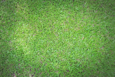 Full frame shot of fresh green grass
