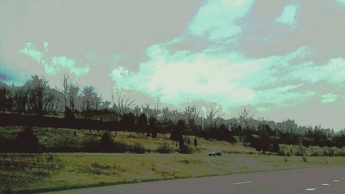 Trees on field against sky