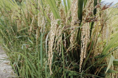 Close-up of wheat growing on field