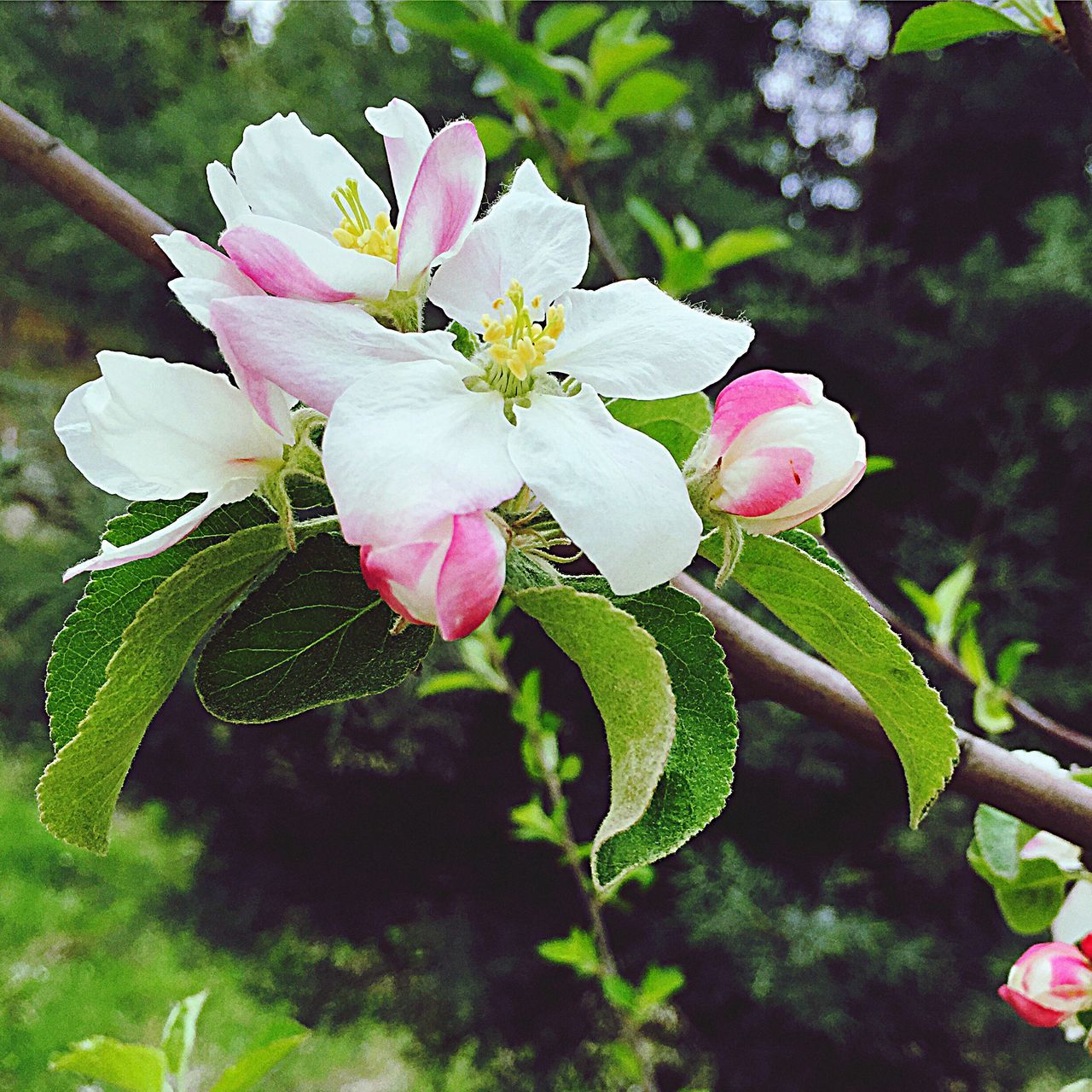 flower, freshness, growth, fragility, petal, beauty in nature, pink color, leaf, nature, flower head, blooming, plant, close-up, focus on foreground, in bloom, blossom, outdoors, park - man made space, day, green color