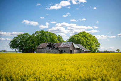 Rapeseed field with an abandoned barn