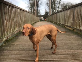 Dog on bridge vizsla 