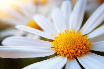 Close-up of yellow flower