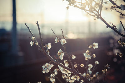 Close-up of white cherry blossoms in spring