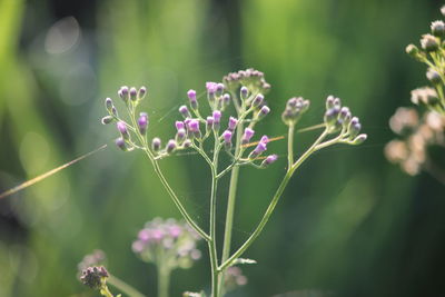 Close-up of purple flowering plant