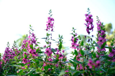 Close-up of pink flowering plants against sky