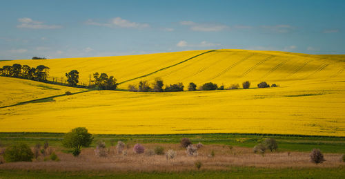 Scenic view of oilseed rape field against sky