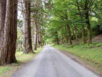 Road amidst trees in forest