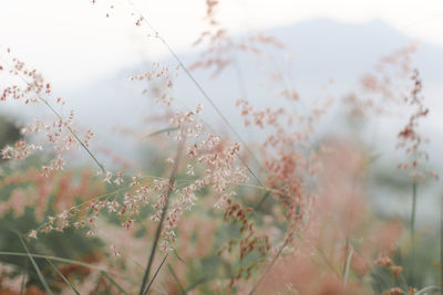 Close-up of flowering plants on land