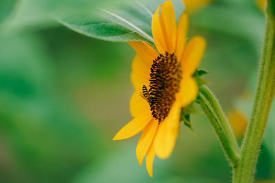 Close-up of insect on sunflower