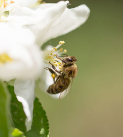 Close-up of bee pollinating flower