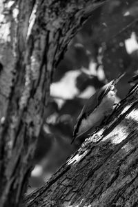 Close-up of bird perching on tree trunk