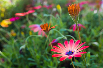 Close-up of pink flower