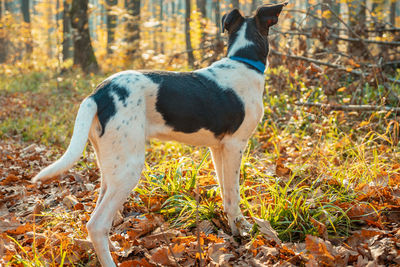 Dog standing on field during autumn