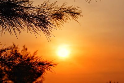 Close-up of silhouette plant against orange sky