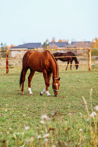 Horses grazing on field against sky