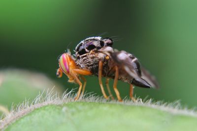 Close-up of insect on leaf