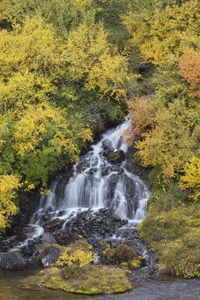 Scenic view of waterfall in forest