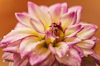 Close-up of wet pink flower