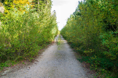 Dirt road along plants and trees