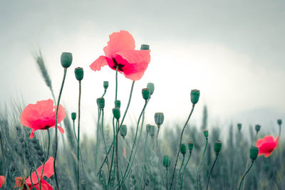 Close-up of pink flowering plants on field