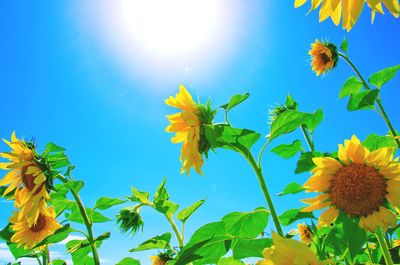 Low angle view of yellow flowering plant against blue sky