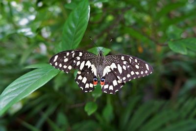 Close-up of butterfly on leaf