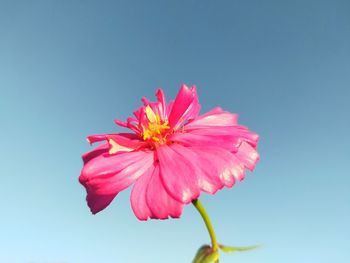 Close-up of pink flower against clear blue sky