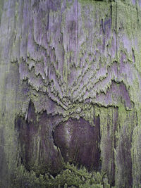 Full frame shot of moss on tree trunk