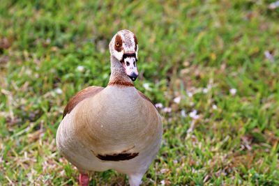 Close-up of duck on field