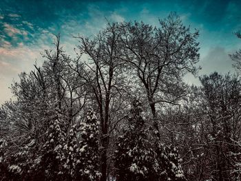 Low angle view of bare trees against sky