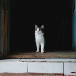 Portrait of cat on a doorway